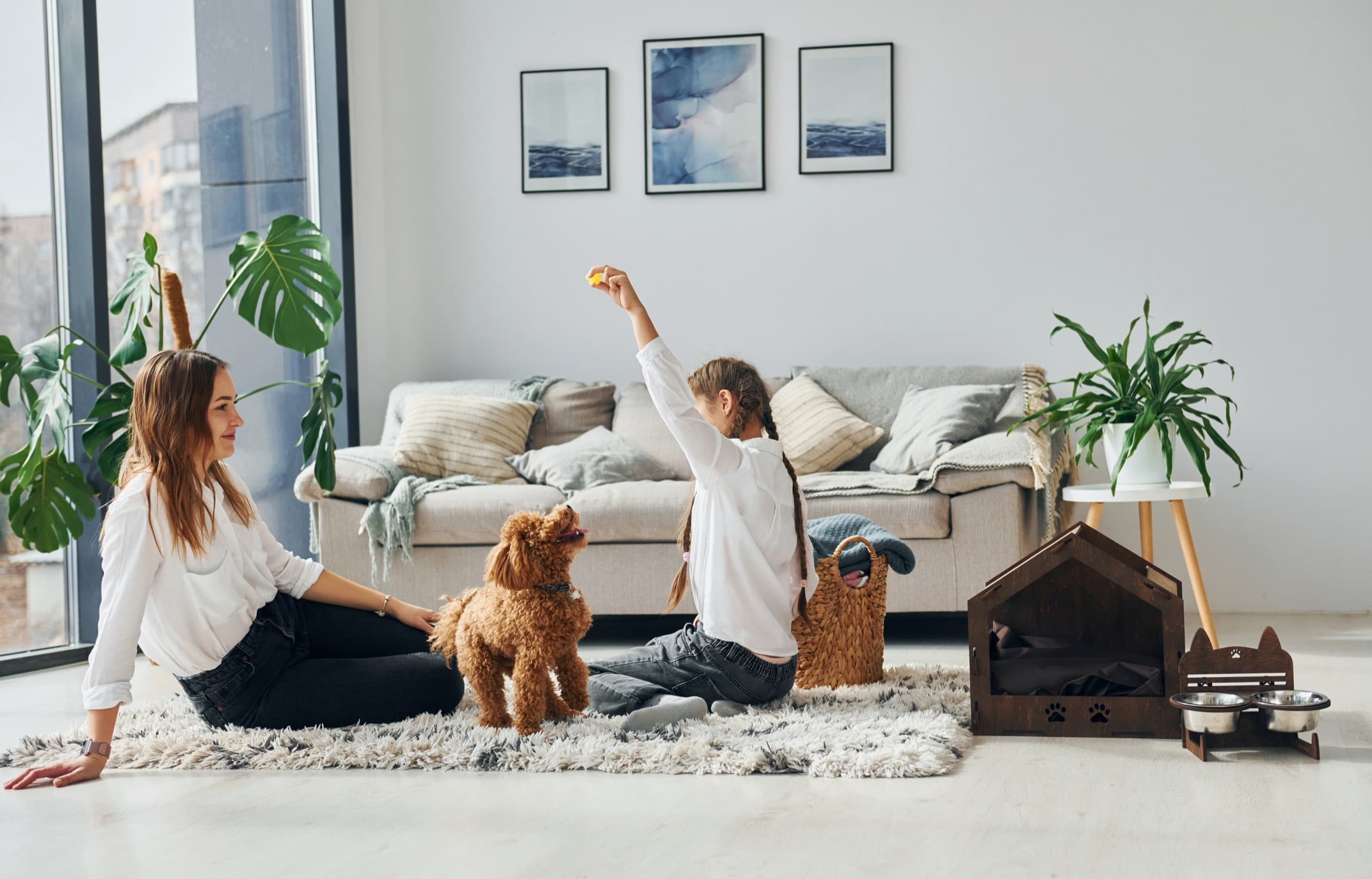 Cute poodle puppy indoors