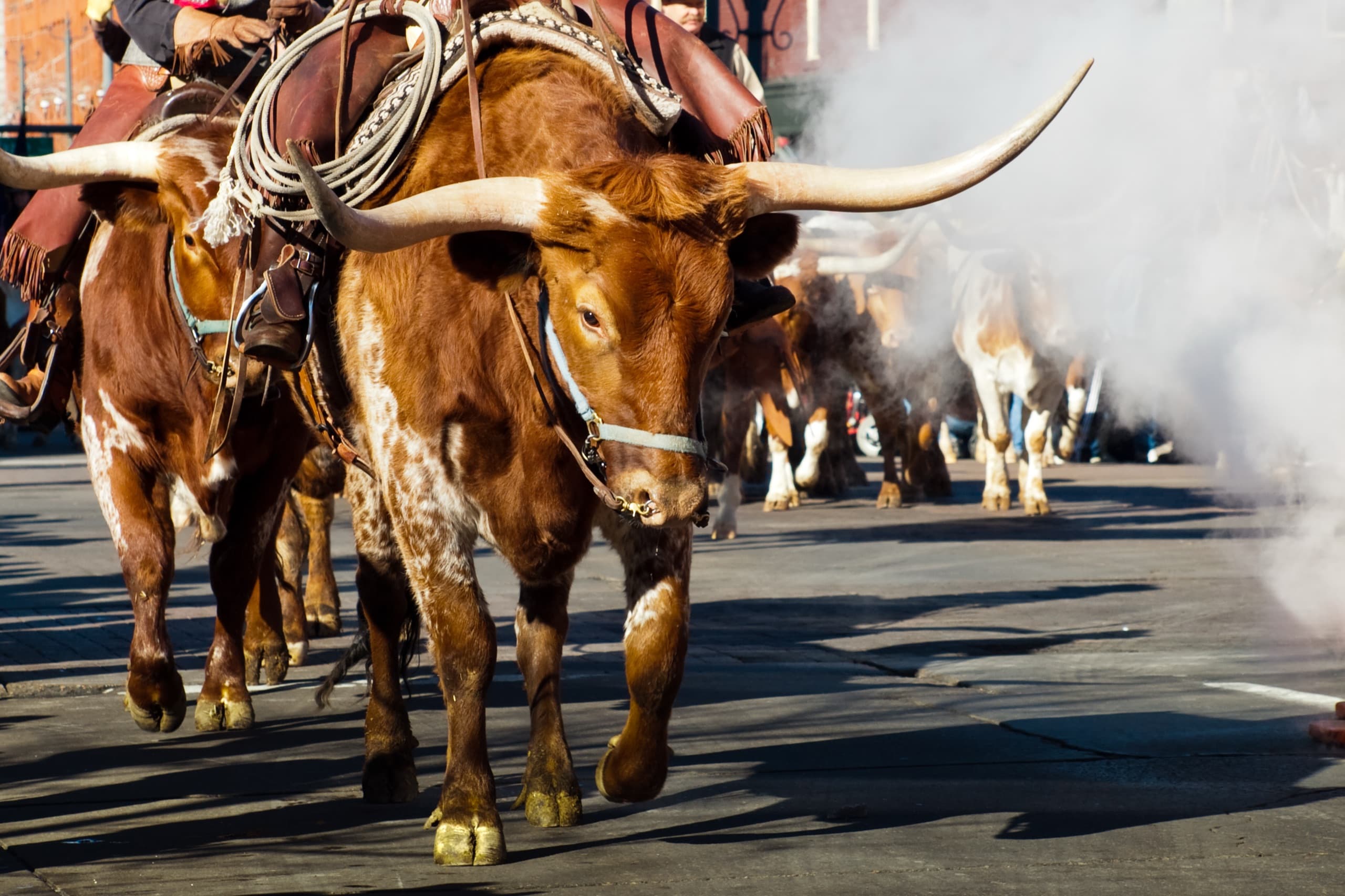 Texas longhorns
